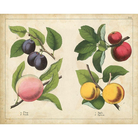 Kitchen Fruits I Gold Ornate Wood Framed Art Print with Double Matting by Unknown