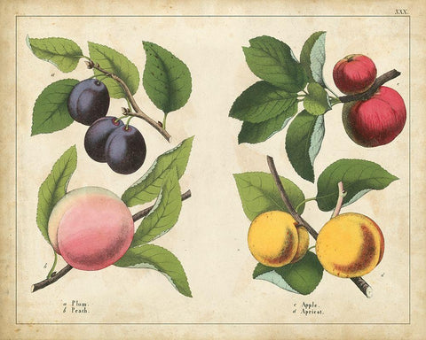 Kitchen Fruits I Black Ornate Wood Framed Art Print with Double Matting by Unknown
