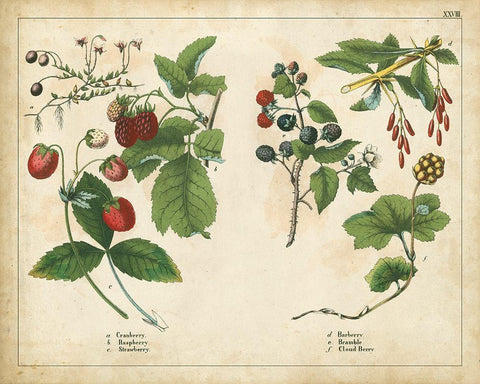 Kitchen Fruits II White Modern Wood Framed Art Print with Double Matting by Unknown