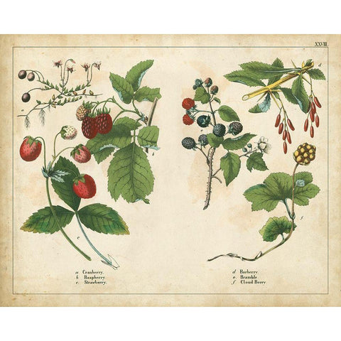 Kitchen Fruits II White Modern Wood Framed Art Print by Unknown