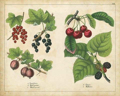 Kitchen Fruits III Black Ornate Wood Framed Art Print with Double Matting by Unknown