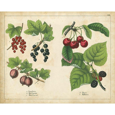 Kitchen Fruits III White Modern Wood Framed Art Print by Unknown