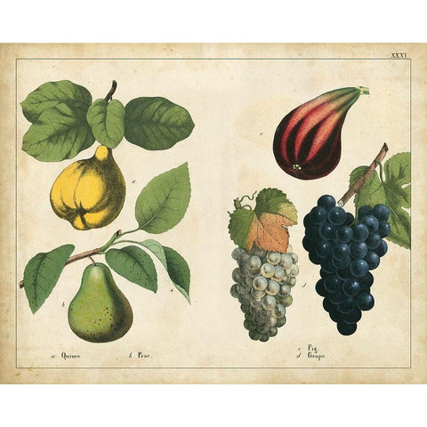 Kitchen Fruits IV Black Modern Wood Framed Art Print with Double Matting by Unknown