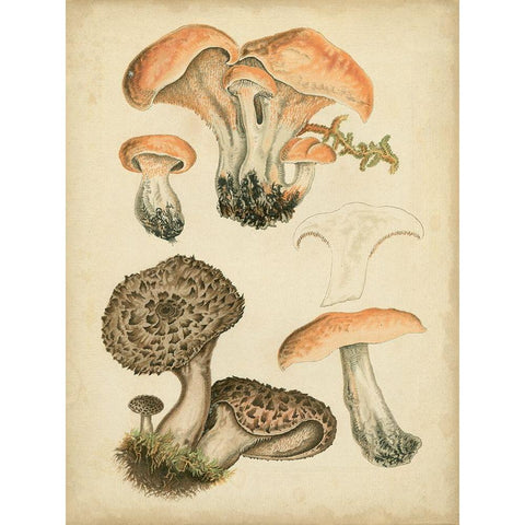 Antique Mushrooms I Black Modern Wood Framed Art Print with Double Matting by Furrer, H.
