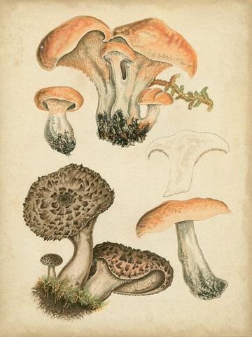 Antique Mushrooms I White Modern Wood Framed Art Print with Double Matting by Furrer, H.