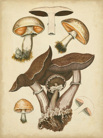 Antique Mushrooms II Black Ornate Wood Framed Art Print with Double Matting by Furrer, H.