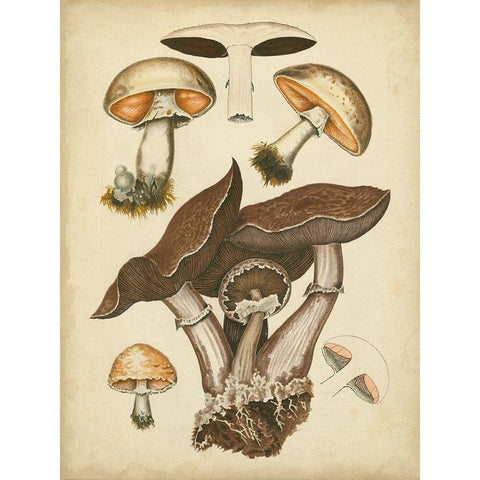 Antique Mushrooms II Black Modern Wood Framed Art Print by Furrer, H.