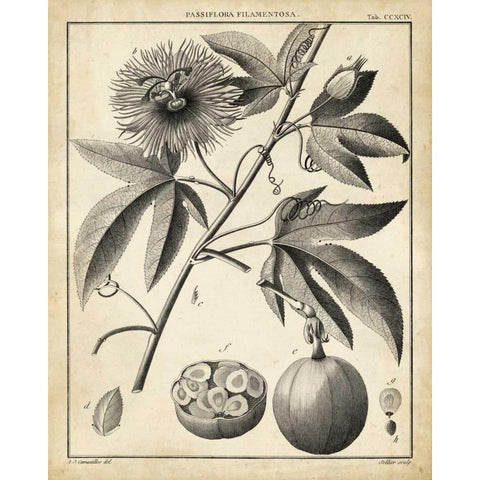 Passiflora I Black Modern Wood Framed Art Print with Double Matting by Sellier