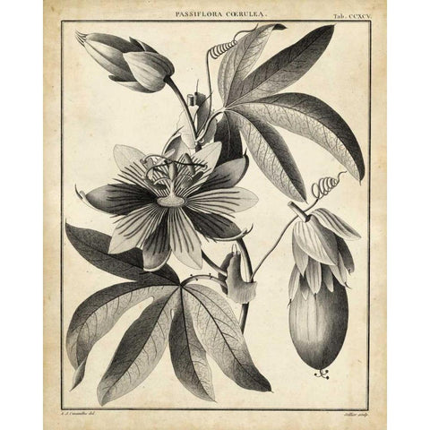 Passiflora III Black Modern Wood Framed Art Print with Double Matting by Sellier