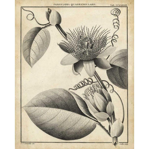 Passiflora IV Gold Ornate Wood Framed Art Print with Double Matting by Sellier