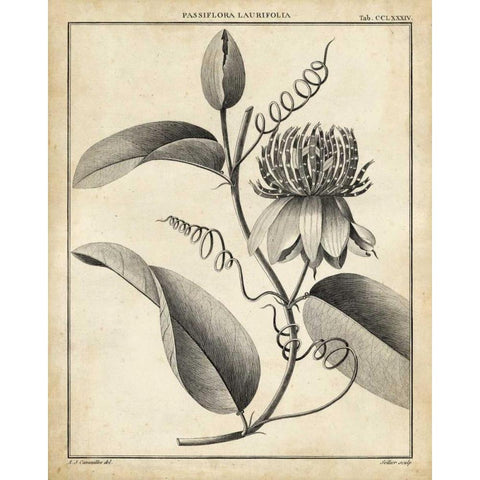 Passiflora V Black Modern Wood Framed Art Print with Double Matting by Sellier