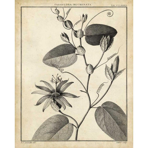 Passiflora VI Black Modern Wood Framed Art Print with Double Matting by Sellier