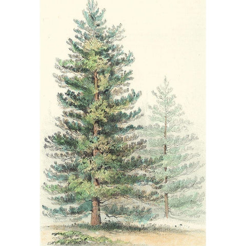 Majestic Pine I Gold Ornate Wood Framed Art Print with Double Matting by Unknown