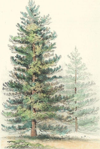 Majestic Pine I White Modern Wood Framed Art Print with Double Matting by Unknown