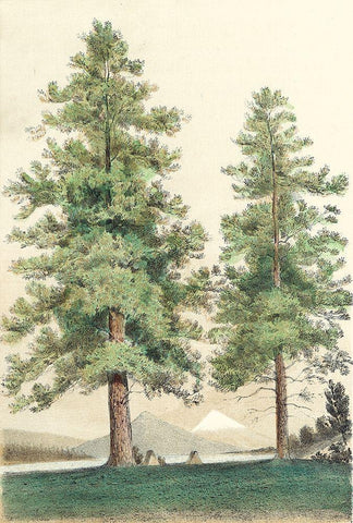 Majestic Pine II Black Ornate Wood Framed Art Print with Double Matting by Unknown