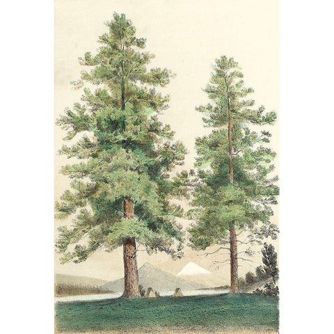 Majestic Pine II Black Modern Wood Framed Art Print with Double Matting by Unknown