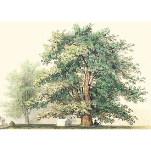 Majestic Oak Gold Ornate Wood Framed Art Print with Double Matting by Unknown