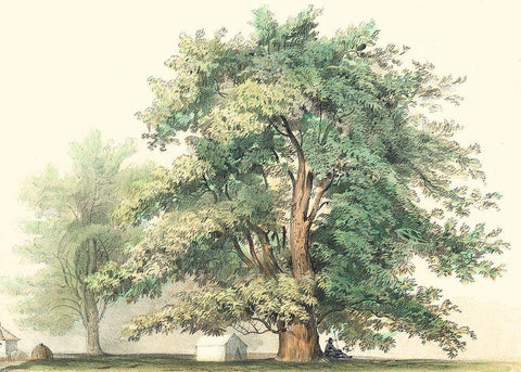 Majestic Oak White Modern Wood Framed Art Print with Double Matting by Unknown