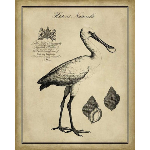 Antiquarian Spoonbill Gold Ornate Wood Framed Art Print with Double Matting by Vision Studio