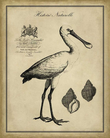 Antiquarian Spoonbill White Modern Wood Framed Art Print with Double Matting by Vision Studio