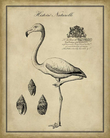 Antiquarian Flamingo White Modern Wood Framed Art Print with Double Matting by Vision Studio