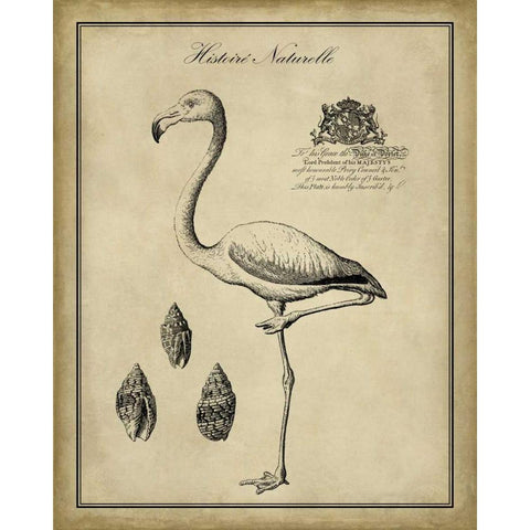 Antiquarian Flamingo Black Modern Wood Framed Art Print with Double Matting by Vision Studio