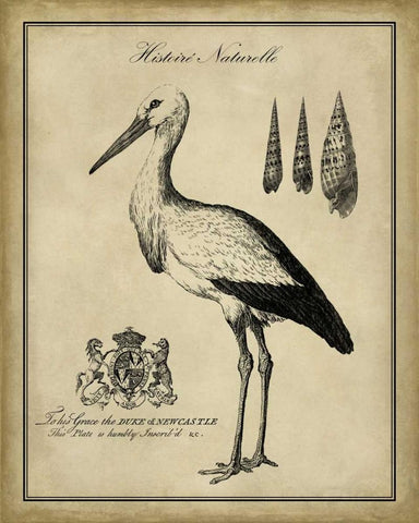 Antiquarian Stork Black Ornate Wood Framed Art Print with Double Matting by Vision Studio