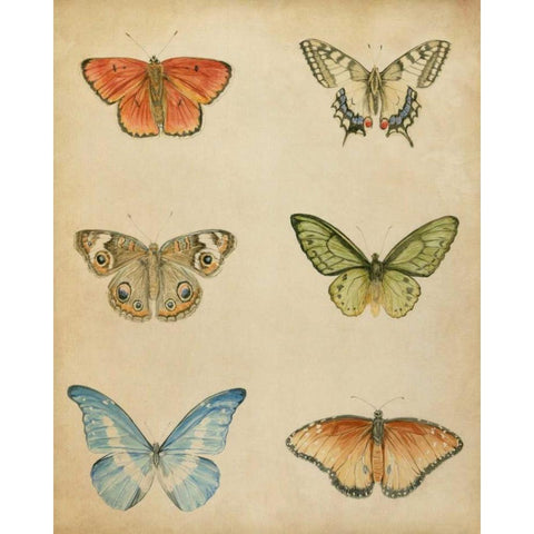 Butterfly Varietal II White Modern Wood Framed Art Print by Meagher, Megan