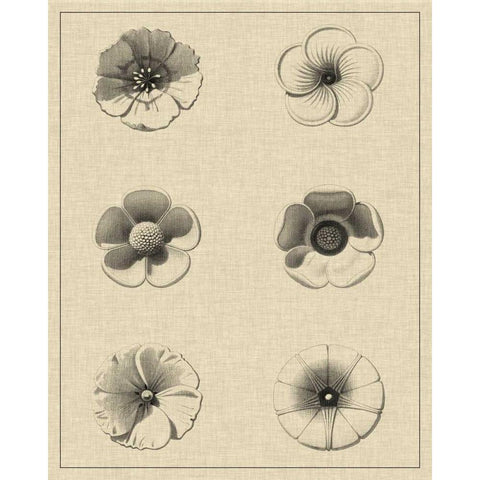 Floral Rosette I Black Modern Wood Framed Art Print with Double Matting by Vision Studio