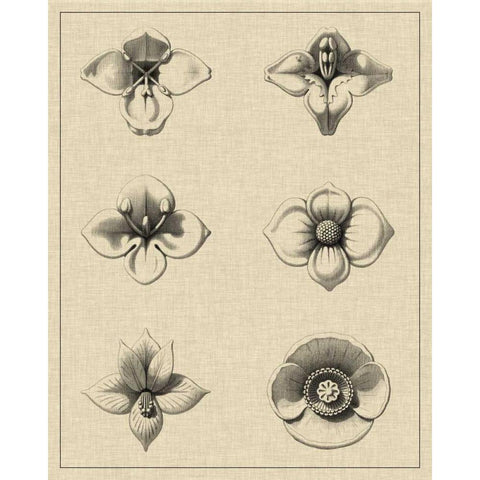 Floral Rosette IV White Modern Wood Framed Art Print by Vision Studio