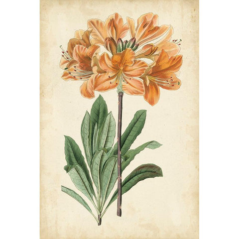 Botanical Display V Gold Ornate Wood Framed Art Print with Double Matting by Vision Studio