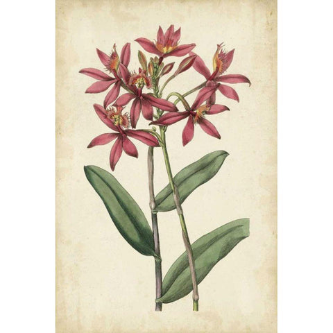 Botanical Display VI White Modern Wood Framed Art Print by Vision Studio