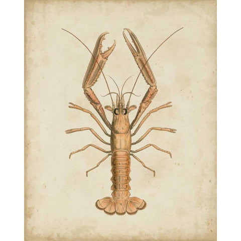 Crustaceans I Gold Ornate Wood Framed Art Print with Double Matting by Sowerby, James