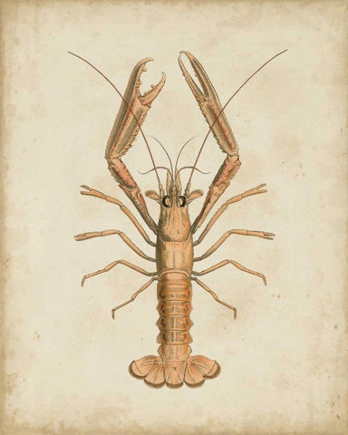 Crustaceans I Black Ornate Wood Framed Art Print with Double Matting by Sowerby, James