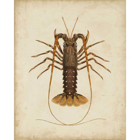 Crustaceans II Black Modern Wood Framed Art Print with Double Matting by Sowerby, James