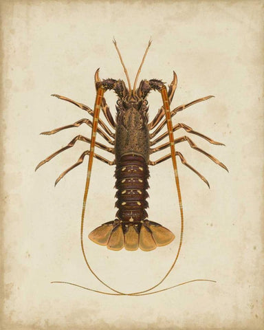 Crustaceans II White Modern Wood Framed Art Print with Double Matting by Sowerby, James