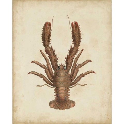 Crustaceans III Black Modern Wood Framed Art Print with Double Matting by Sowerby, James