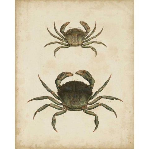 Crustaceans IV White Modern Wood Framed Art Print by Sowerby, James