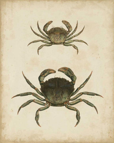 Crustaceans IV Black Ornate Wood Framed Art Print with Double Matting by Sowerby, James