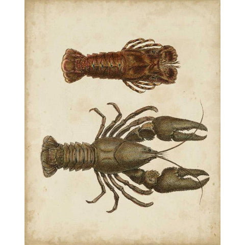 Crustaceans V Black Modern Wood Framed Art Print with Double Matting by Sowerby, James