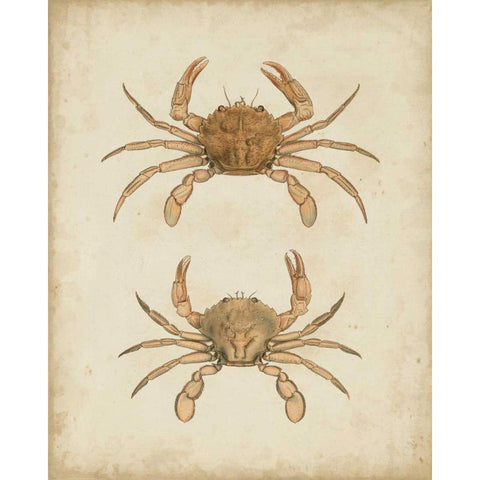 Crustaceans VI Black Modern Wood Framed Art Print with Double Matting by Sowerby, James