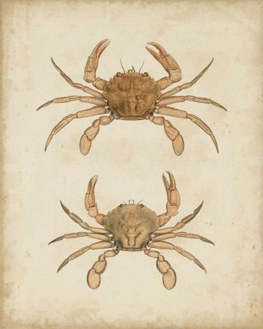 Crustaceans VI Black Ornate Wood Framed Art Print with Double Matting by Sowerby, James