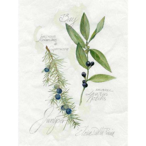 Bay Leaf and Juniper Black Modern Wood Framed Art Print by Della-Piana, Elissa