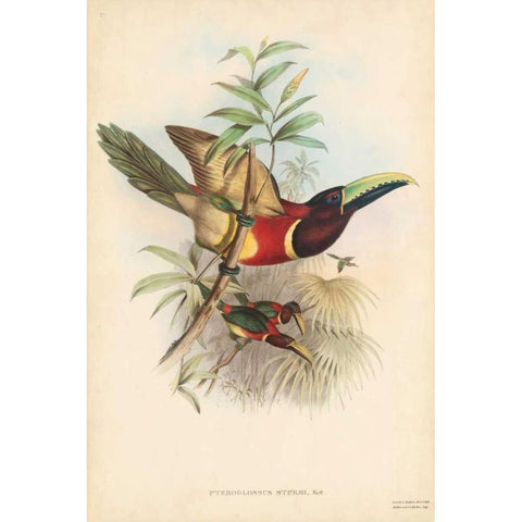 Tropical Toucans III White Modern Wood Framed Art Print by Gould, John