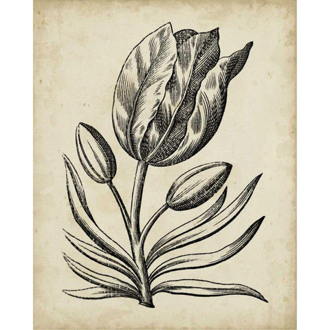 Distinguished Floral I Black Modern Wood Framed Art Print with Double Matting by Vision Studio