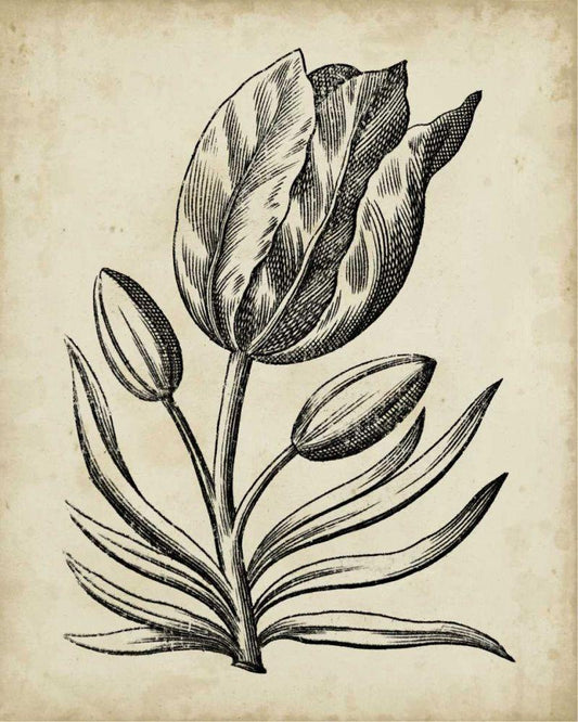 Image Only