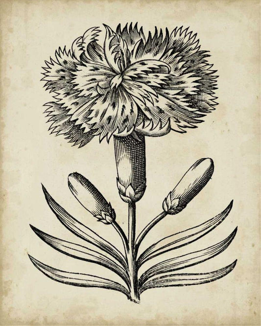 Image Only