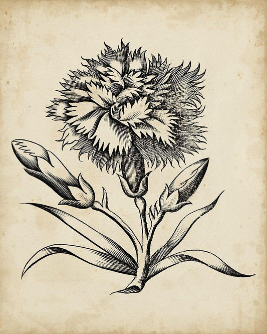 Image Only