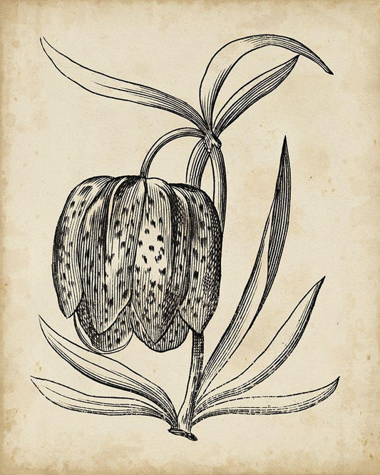 Image Only