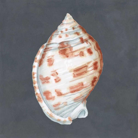 Shell on Slate I Black Ornate Wood Framed Art Print with Double Matting by Meagher, Megan